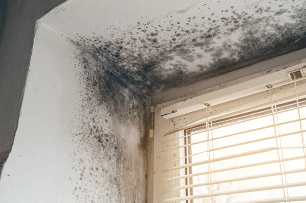 Affordable Basement Mold Removal solutions in Pittsboro, NC
