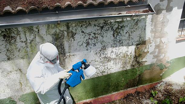 Trusted Black Mold Removal service in Pittsboro, NC - Cheap Mold Removal